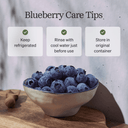 Jumbo Blueberries